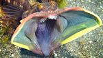 Sarcastic fringehead open mouth